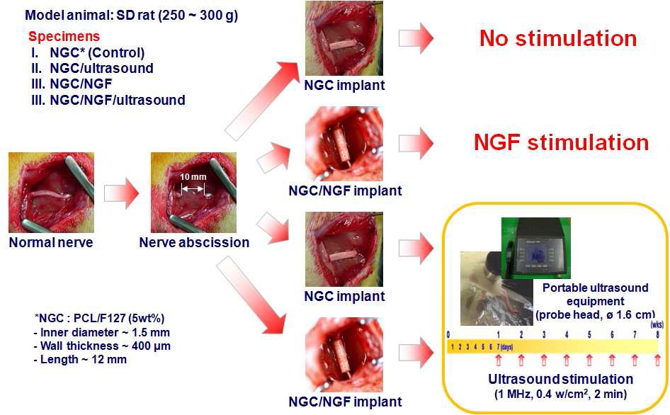 신경유도관, 신경유도관/성장인자, 신경유도관/초음파 및 신경유도관/성장인자/초음파 자극에 의한 신경재생 거동을 관찰하기 위한 동물실험 모식도.