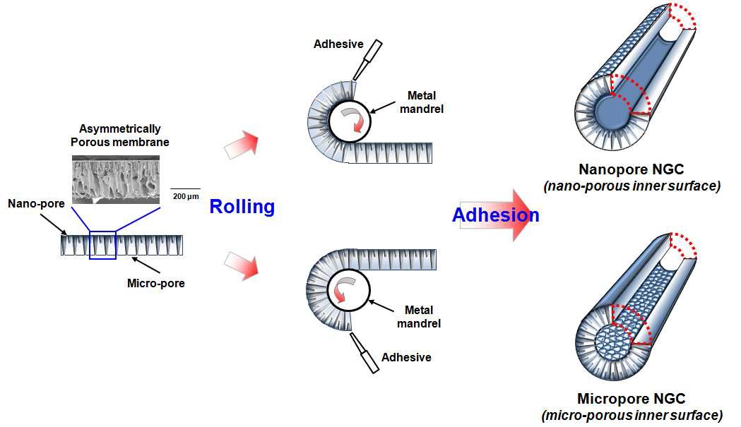 본 연구팀이 제조한 다른 다공크기를 가지는 신경유도관의 제조 모식도.
