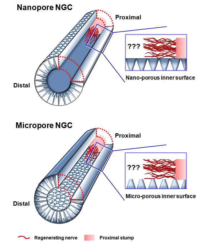 신경유도관을 통한 신경재생에서 다공크기가 미치는 영향 개념도.