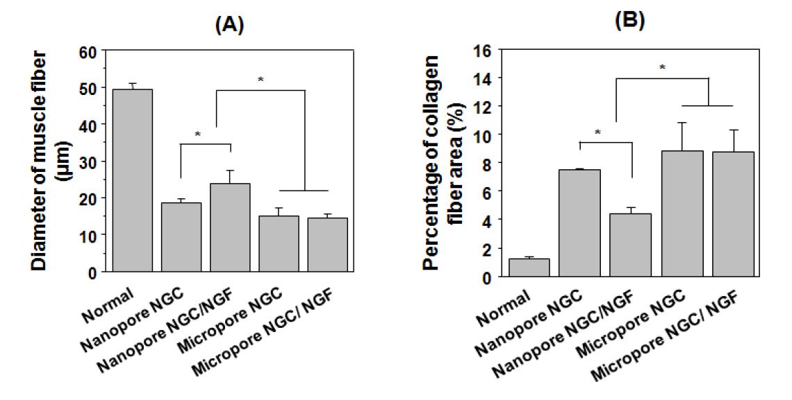 나노 다공 신경유도관 및 마이크로 다공 신경유도관을 통해 재생된 신경 기능회복에 따른 근육 조직의 이미지 분석 결과. (A) 근섬유의 직경 및 (B) 섬유화 조직의 면적.