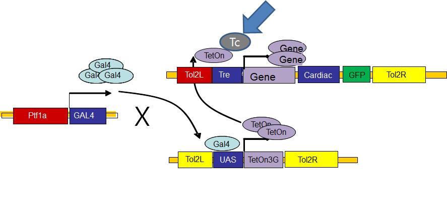 Inducible and organ-specific expression system.