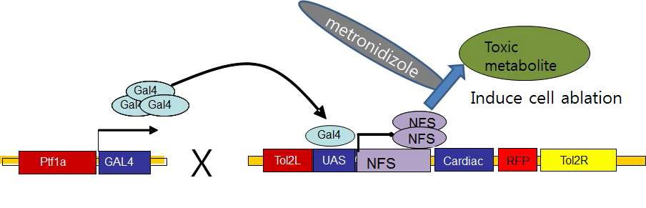 기관 특이적 cell ablation.