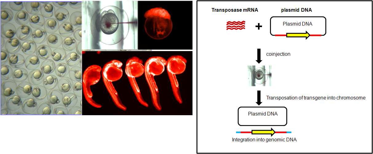 난황으로 전환유전자의 미세주입. Tol2-mediated transgenesis.