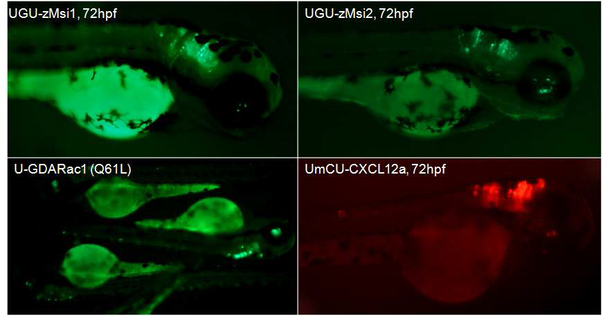 Transient expression in founder fish. 형질전환 콘스트럭트와 transposase mRNA를 함께 미세주입하여 F0 배아에서 관찰한 일시 발현. 발현 정도의 차이는 있으나 모든 콘스트럭트에서 GFP 또는 RFP biomarker의 발현이 잘 유도되고 있음. Transient expression을 보이는 배아를 선택적으로 사육하여 F1 progeny에서 true non-mosaic transgenic fish를 screening하였음.