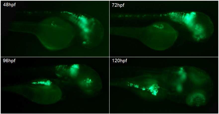 Ptf1a domain에 Shha를 발현하는 형질전환주. Ptf1a domain인 hindbrain, retina, pancreas에 biomarker GFP가 발현되고 있음.