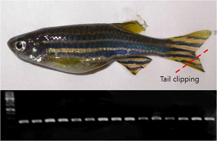 Tail fin clipping을 이용한 genotyping. Chromosome에 insertion된 transgene-specific primer를 이용하여 PCR에 의한 genotyping을 하였음.