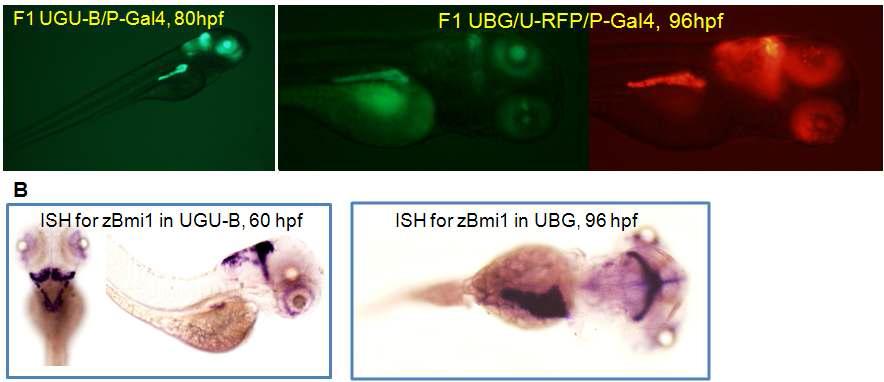 In situ hybridization for transgene Bmi1.