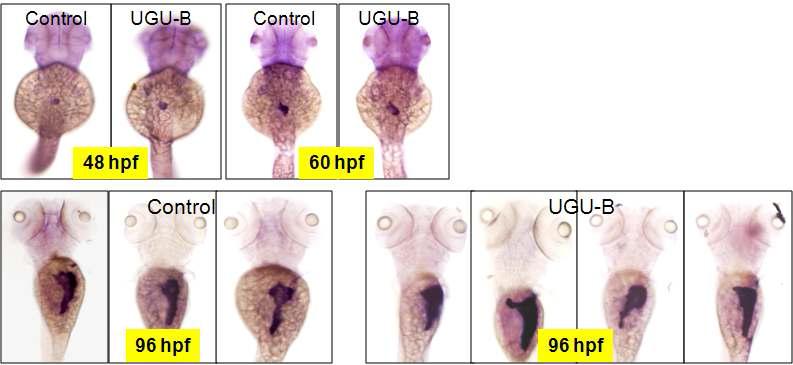 In situ hybridization for trypsin.