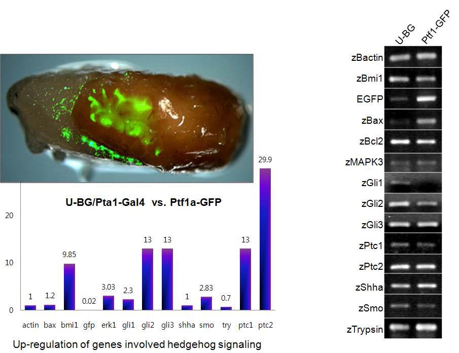 RT-PCR for differentially expressed gene analysis.