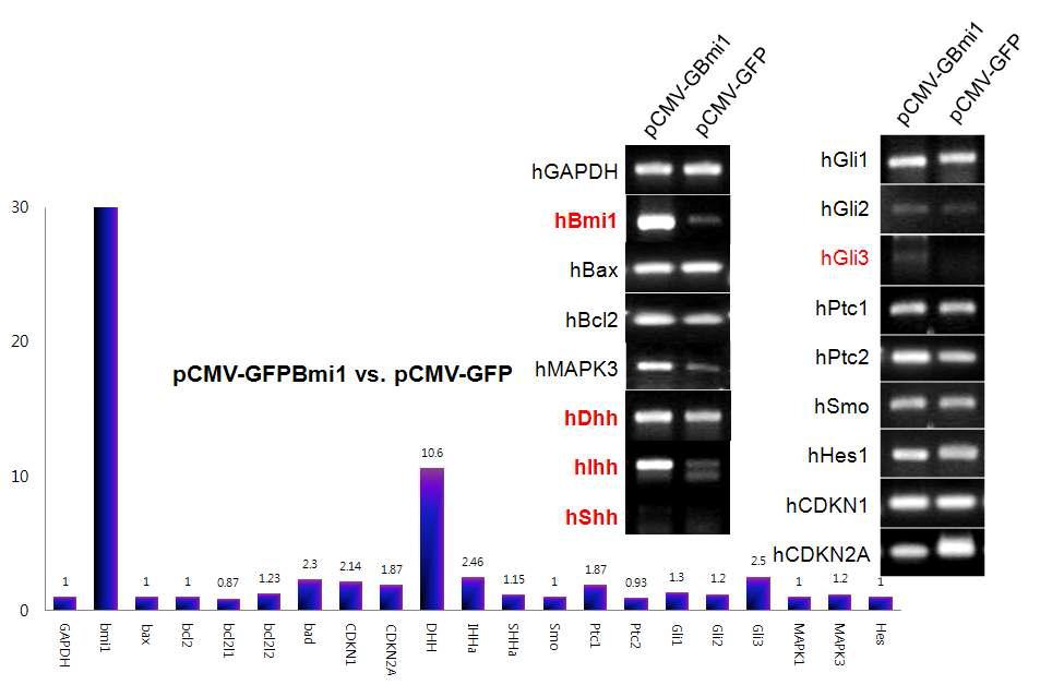 Real-time RT-PCR. 제브라피쉬 조직과 마찬가지로 Hedgehog 신호의 활성화가 유발됨.