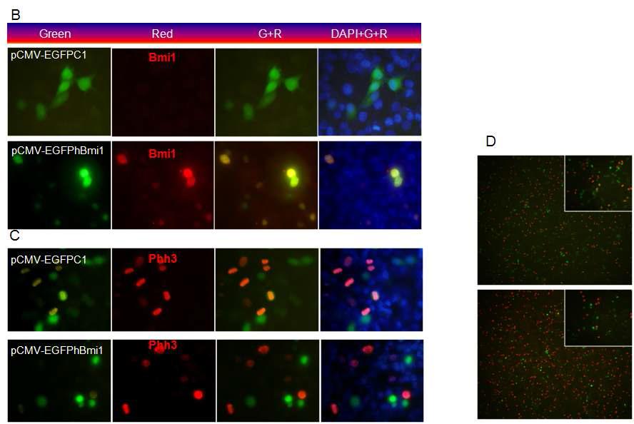 In vitro transformation of Panc1 pancreatic cancer cells. hBmi1 cDNA was PCR-amplified (template BC011652 purchased from Openbiosystem Co.) and inserted into xho1/xba1 site of pCMV-EGFPC1 (Clontech) vector to generate pCMV-GFPhBmi1. pCMV-EGFPC1 was used as a control. All Panc1 cell transformed by pCMV-GFPhBmi1 cells (positive for nuclear GFP) are also positive for hBmi1 expression (nuclear RFP).