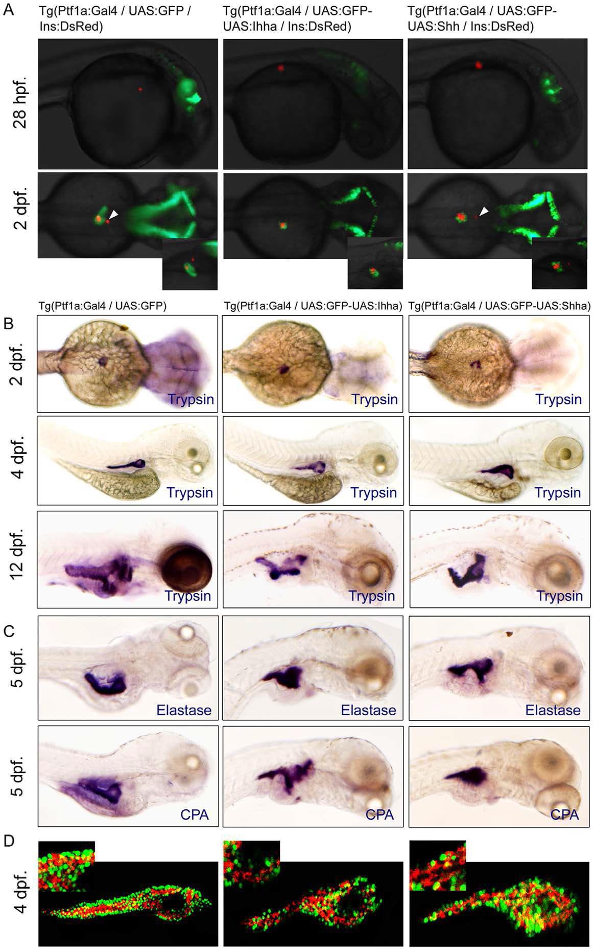 Hedgehog 리간드 발현에 의한 발생 표현형. 정상적으로 분화하여 trypsin, elastase, CPA를 발현하며 내분비 췌장의 발생에는 영향을 주지 않음.