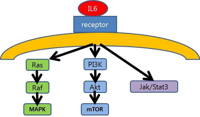 IL6 pathway. IL6는 수용체에 결합한 뒤 다양한 신호경로를 활성화시킴. 염증반응, 증식, 생존능 모두에 영향을 미침.