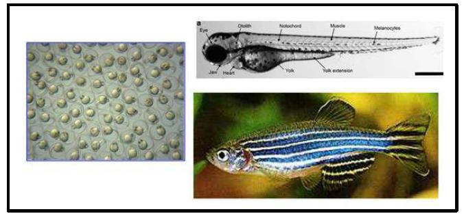 제브라피쉬. 다수의 수정란을 생산.