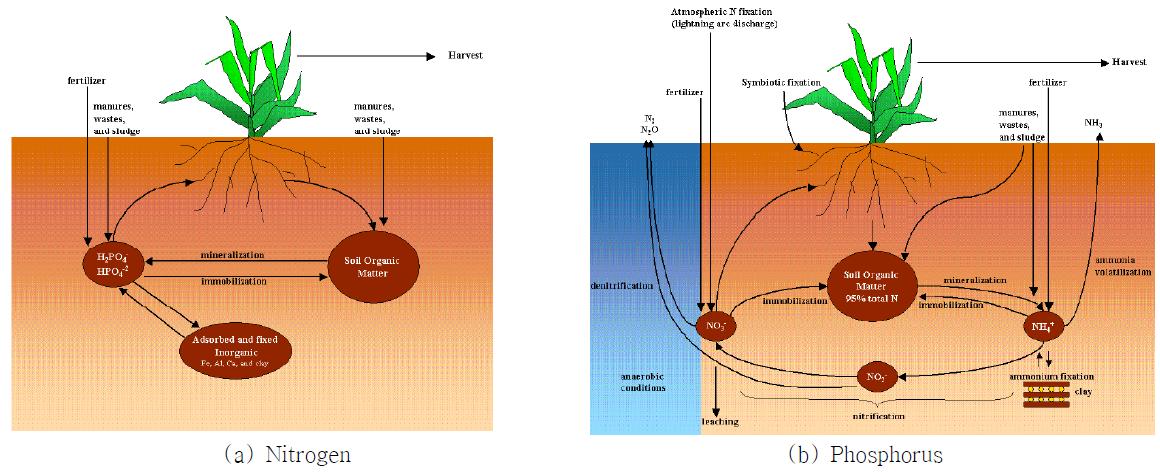 The (a) nitrogen and (b) phosphorus cycles in soil