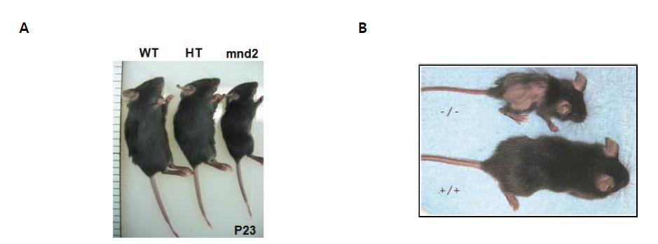 (A) HtrA2의 돌연변이에 의해 degenerative disease의 양상을 보이는 mnd2 생쥐 (B) HtrA2의 결손에 의해 degenerative disease의 양상을 보이는 HtrA2 KO 생쥐