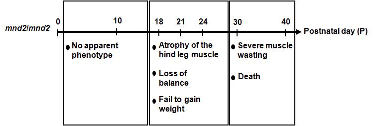 mnd2 생쥐의 생체 주기에 따른 표현형