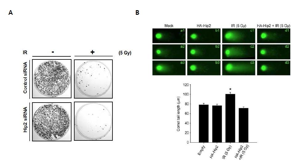 γ-radiation 조사에서 HIP2에 의한 세포증식과 DNA손상 조절.