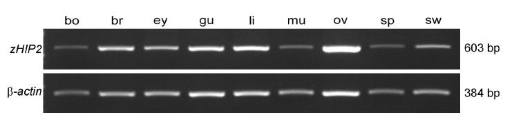 제브라피쉬 성체 조직별 zHIP2의 발현 확인