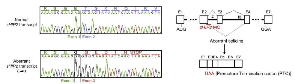 Sequencing analysis를 통한 DNA 염기서열의 변화 확인과 zHIP2 MO에 의한 zHIP2의 비정상적인 splicing 절편의 형성 모식도