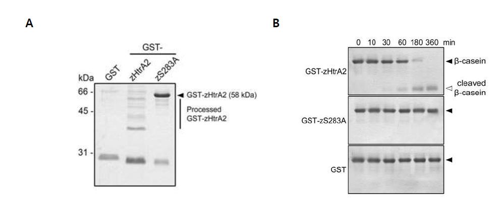 zHtrA2의 serine protease 활성 확인. (A) 대장균에서 zHtrA2의 발현정제, (B) zHtrA2의 효소활성 확인.