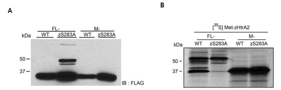 zHtrA2의 발현 분석과 maturation 확인 (A) FLAG 항체를 이용한 세포내 zHtrA2의 발현 분석, (B) in vitro transcription/translation을 통한 zHtrA2 발현 분석.