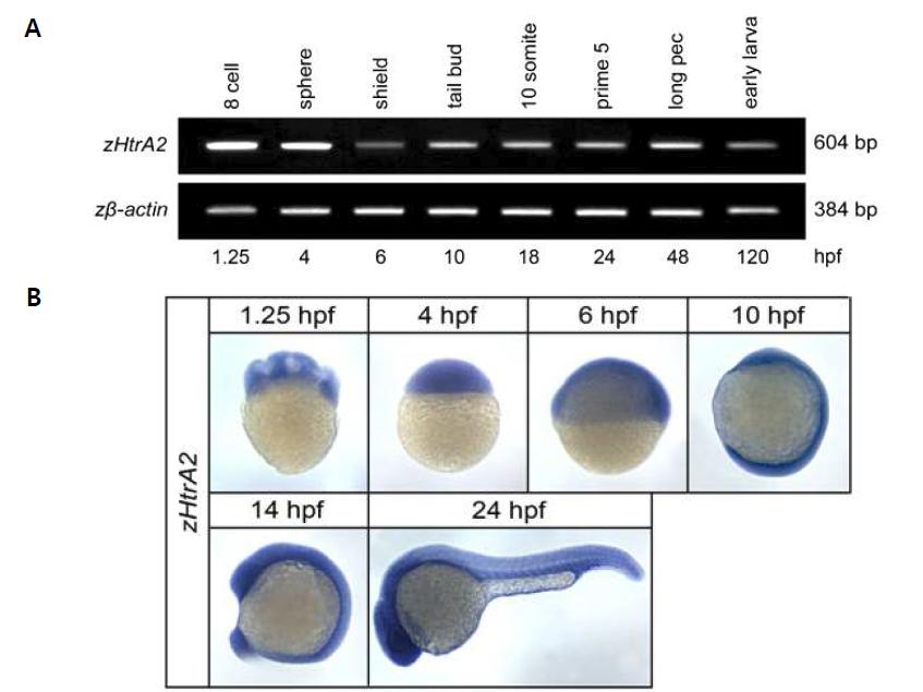 RT-PCR (A)과 in situ hybridization (B)를 이용한 zHtrA2 발현양상