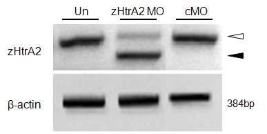 RT-PCR을 통한 zHtrA2의 transcript양 감소와 비정상적인 splicing 절편의 형성 확인
