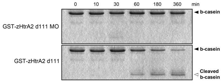 β-casein 기질을 이용한 zHtrA2 MO에 의한 비정상적인 절편의 단백분해효소활성 저해 확인.