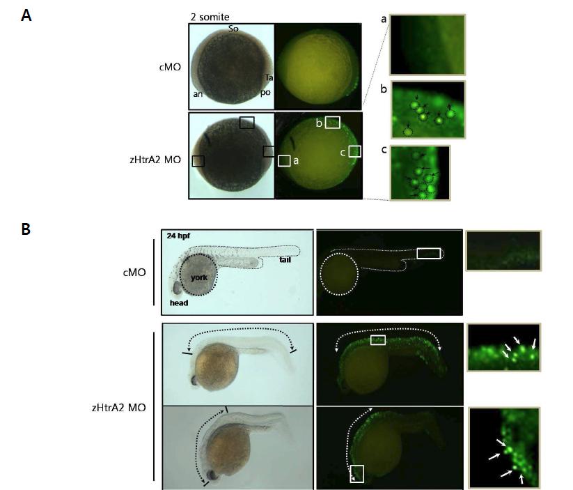 TUNEL staining을 통한 zHtrA2의 발현억제와 세포사멸과의 관계 확인