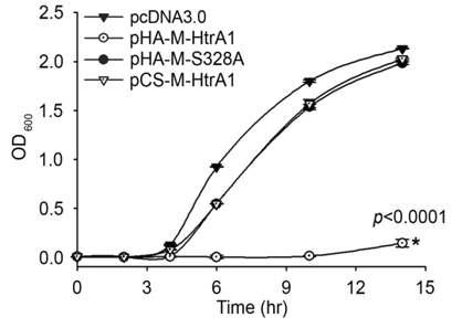 pHA-M-HtrA1 mammalian vector 시스템에 의한 대장균의 성장 억제