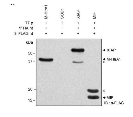 대장균에서 mammalian vector 시스템에 의한 다양한 유전자들의 발현 여부 평가.