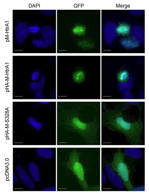 HEK293T cell에서 pHA-M-HtrA1 mammalian vector 시스템에 의한 HtrA1의 발현과 세포사멸 유도 확인