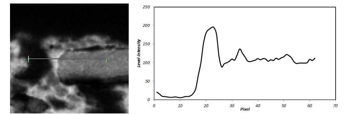 Line profile of pore, S/B latex, pigment area in FE-SEM micrograph.