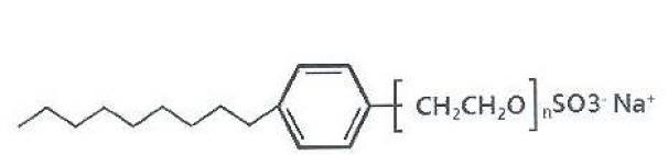 Molecular structure of surfactant C