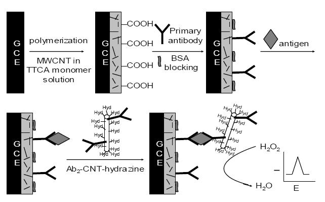 Immunosensor의 제작과 검출 원리