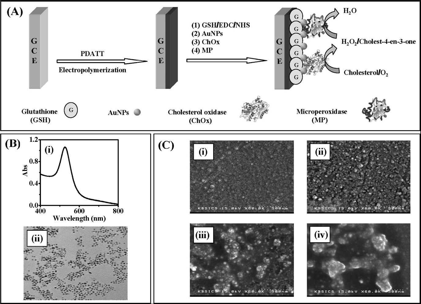 (A) cholesterol biosensor의 제작과 감응 원리, (B) (i) AuNPs의 UV-visible 스펙트럼, (ii) AuNPs의 TEM 이미지, (C) (i) PDATT/GC, (ii) AuNPs-GSH/PDATT/GC, (iii) ChOx/AuNPs-GSH/PDATT/GC, (iv) MP/ChOx/AuNPs-GSH/PDATT/GC의 SEM 이미지.