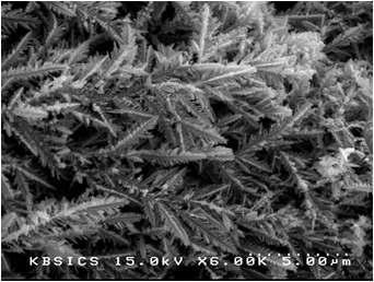 합성된 CuCo dendritic 물질 (인가 전위 -0.8 V)의 morphology