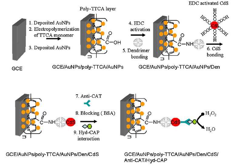 전기전도성 고분자막에 AuNPs/Den/CdS를 전착시킨 CAP 면역센서의 제작 과정 모식도.
