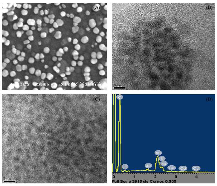 (A) poly-TTCA film에 AuNPs를 전기적전착한 SEM 이미지. (B) AuNPs/poly-TTCA/AuNPs 에 Den를 결합시킨 HR-TEM 이미지. (C) Den/AuNPs/poly-TTCA/AuNPs에 CdS 나노입자를 결합한 HR-TEM 이미지. (D) Den 층에 CdS를 전착한 EDS 스펙트럼.