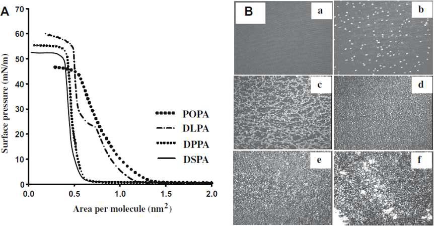 (A)지질의 단분자층 표면밀도를 나타낸 그래프. (B) POPA의 표면 밀도를 나타낸 BAM 이미지.