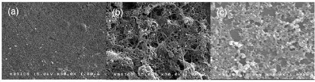 (a) pTTCA/GC, (b)MWCNT/pTTCA/GC, (c) anti-IgG/MWCNT/pTTCA/GC의 SEM 이미지.