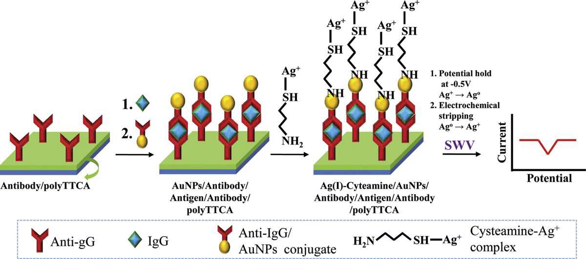 Ag(Ι)-Cys complex를 이용한 IgG 면역센서 제작과 검출원리