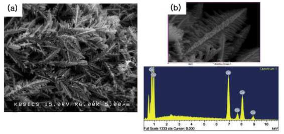 (a)전기화학적으로 합성된 Cu-Co 합금 dendrite 구조의 SEM 이미지, (b)EDS를 이용한 원소 성분분석.