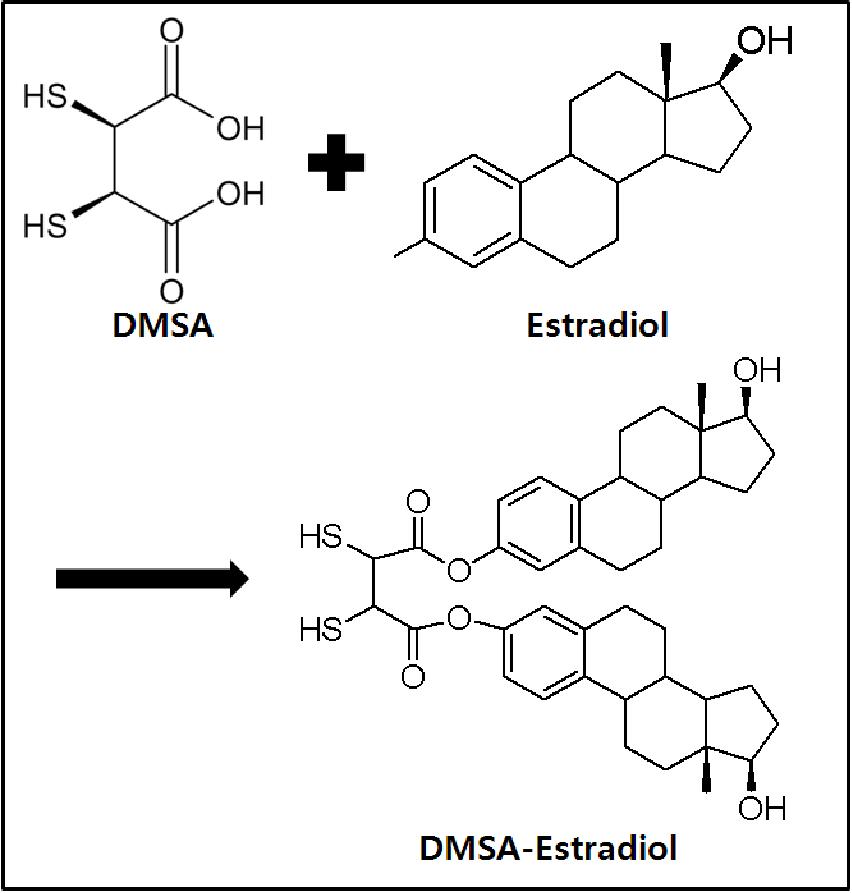 Chemical scheme for synthesis of DMSA-Estradiol