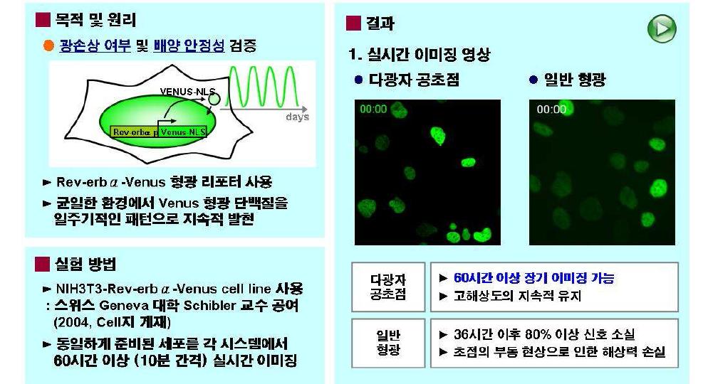 Rev-erbα-Venus 발현 세포주를 활용한 일주기리듬 모델
