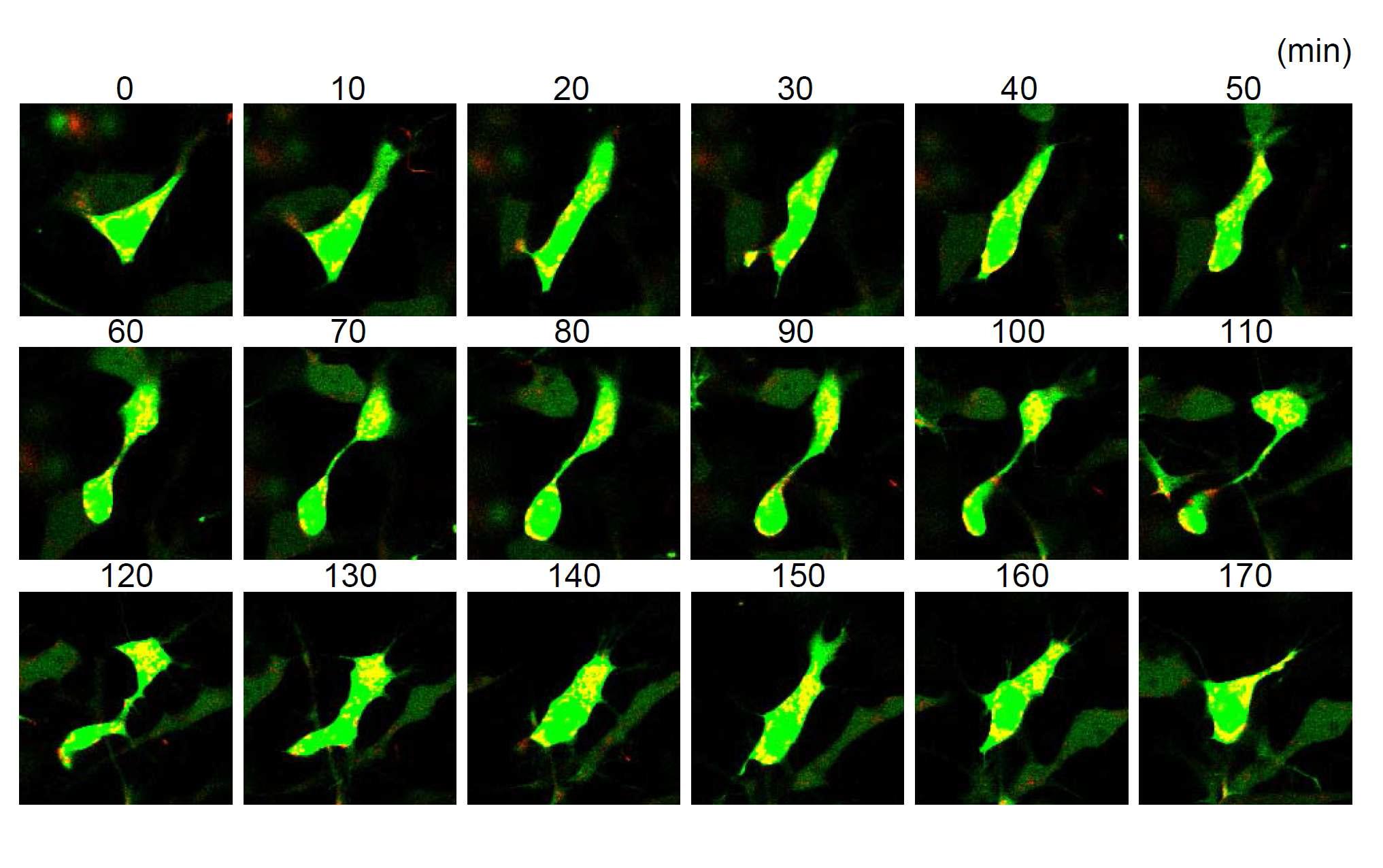 이동하는 신경세포주에서 mitochondria의 분포 변화 양상 추적