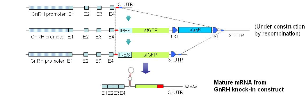 GnRH-IRES-sfGFP vector의 구축 전략
