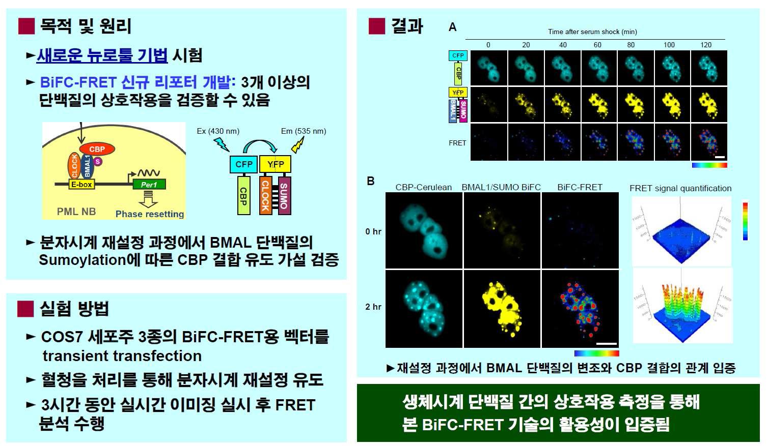 BiFC-FRET 기법에 기반한 단백질 변조와 상호작용의 동시 측정