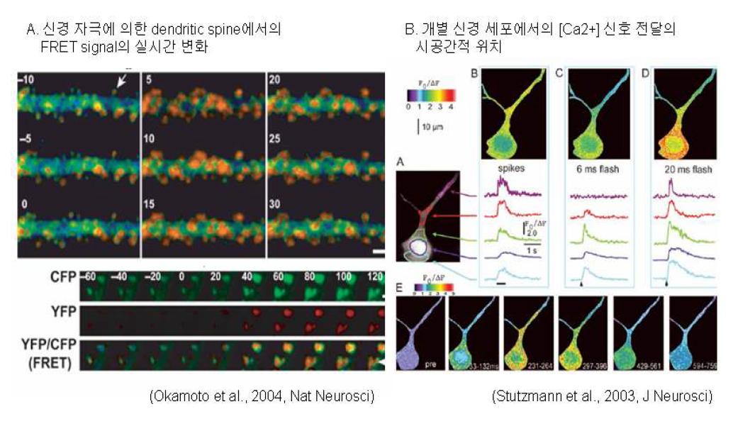 다광자 공초점 현미경 기술에 기반한 신경세포의 실시간 이미징